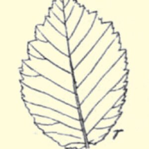 Elegante Ulmus minor ‘Rueppellii’ boom met fijn gezaagd blad.