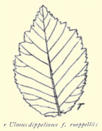 Elegante Ulmus minor ‘Rueppellii’ boom met fijn gezaagd blad.