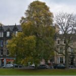 Compacte Ulmus minor ‘Umbraculifera Gracilis’ boom in herfst, Edinburgh, oktober 2014.