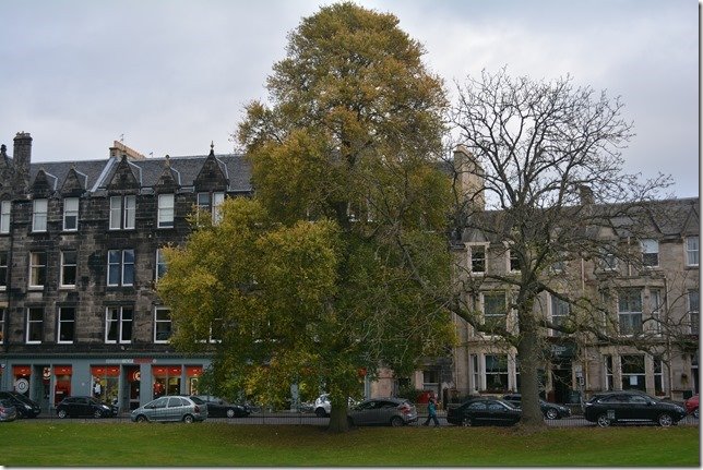 Compacte Ulmus minor ‘Umbraculifera Gracilis’ boom in herfst, Edinburgh, oktober 2014.