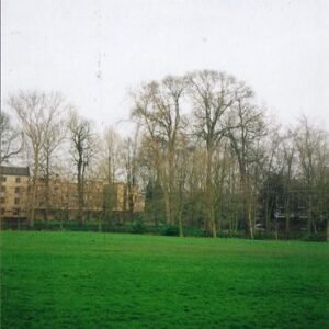Ulmus ×hollandica 'Cicestria' boom met groen blad en rode bloemen bij Queen's College Cambridge.