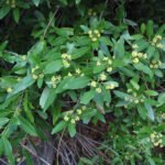 Bladeren van de Umbellularia Californica boom in het zonlicht.
