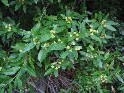 Bladeren van de Umbellularia Californica boom in het zonlicht.
