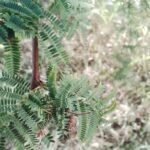 Vachellia caven boom met groen blad en doornen tegen heldere hemel.