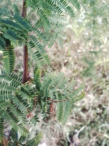 Vachellia caven boom met groen blad en doornen tegen heldere hemel.
