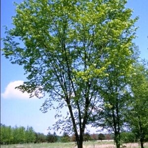 'Valley Forge' Amerikaanse iep boom met groene bladeren en stevige takken.