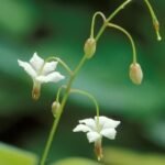 Delicate witte bloem van Vancouveria planipetala op groene bladeren.