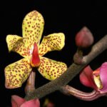 Vandopsis orchidee met paarse en gele bloemen op groen blad.