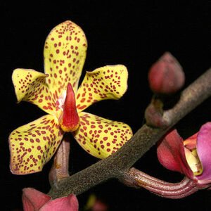 Vandopsis orchidee met paarse en gele bloemen op groen blad.