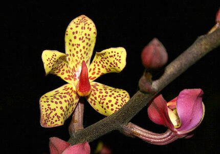 Vandopsis orchidee met paarse en gele bloemen op groen blad.