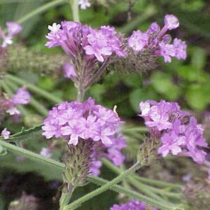 Paarse bloemen en groen blad van de Verbena (lagere) plant.
