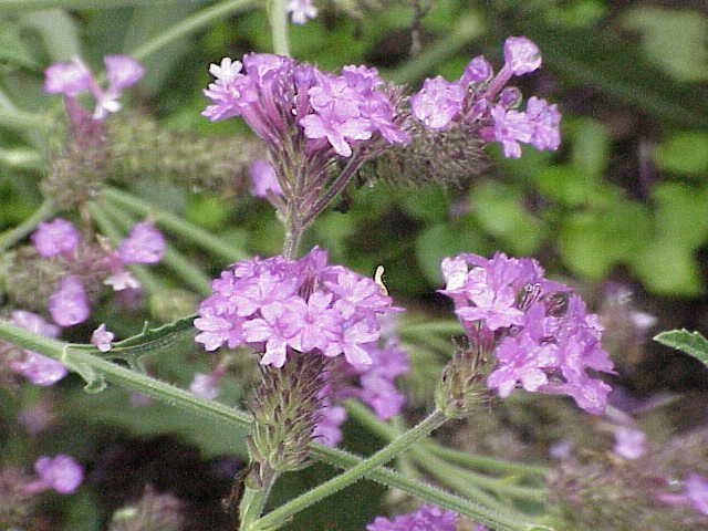 Paarse bloemen en groen blad van de Verbena (lagere) plant.