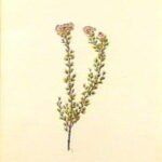 Verticordia brownii bloem in zachte pastelkleuren op groene achtergrond.