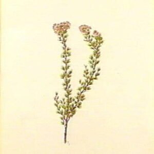 Verticordia brownii bloem in zachte pastelkleuren op groene achtergrond.