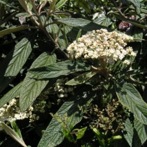 Viburnum rhytidophyllum plant met groene bladeren en bloemen.