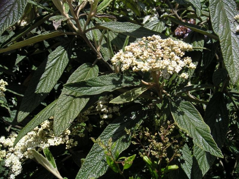Viburnum rhytidophyllum plant met groene bladeren en bloemen.