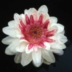 Victoria cruziana bloem met grote ronde bladeren, winterhard in vijver.