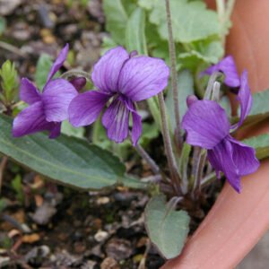 Purple and white Viola mandshurica flowers with dark green leaves.