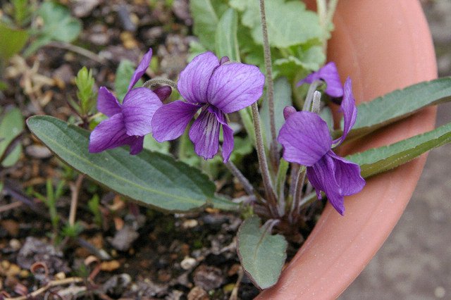 Purple and white Viola mandshurica flowers with dark green leaves.