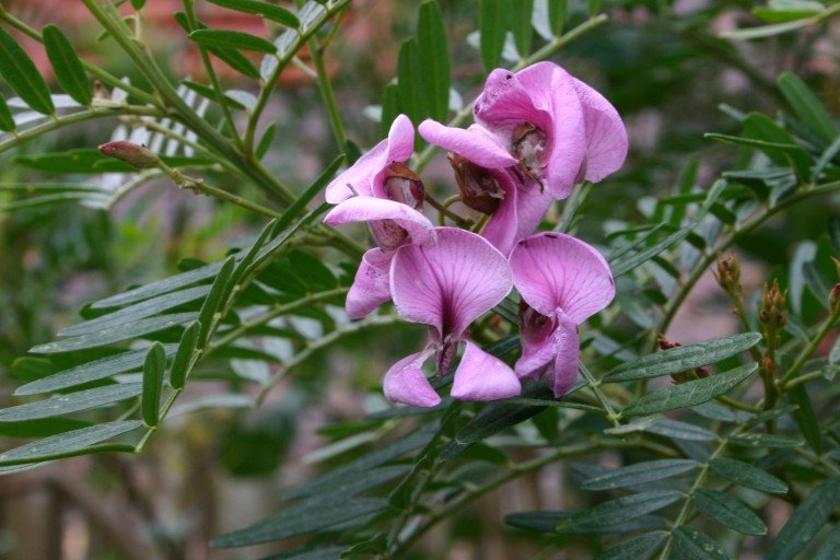 Bloeiende paarse Virgilia divaricata bloemen in close-up.