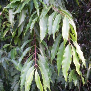 Bladeren van de Syzygium floribundum plant in close-up.