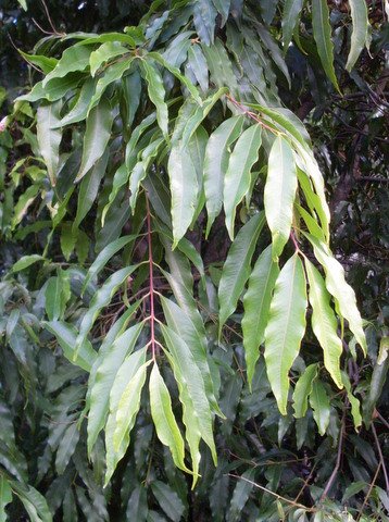 Bladeren van de Syzygium floribundum plant in close-up.
