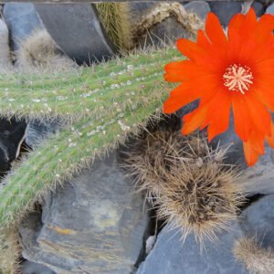 Weberbauerocereus rauhii cactus met lange stekelige stelen en roze bloemen in een woestijnlandschap.