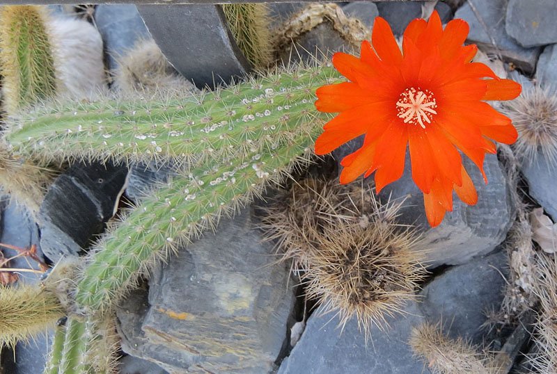 Weberbauerocereus rauhii cactus met lange stekelige stelen en roze bloemen in een woestijnlandschap.
