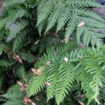 Elegante Woodwardia fimbriata varen met weelderig groen gebladerte.
