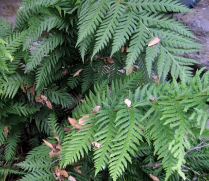 Elegante Woodwardia fimbriata varen met weelderig groen gebladerte.