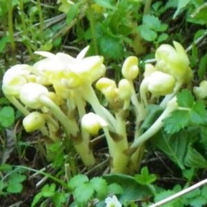 Zwarte lederen handtas van Yoania met gouden kettingband en merklogo.