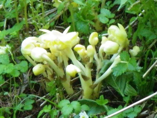 Zwarte lederen handtas van Yoania met gouden kettingband en merklogo.