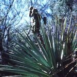 Yucca schottii plant met lange, zwaardachtige groene bladeren en een hoge, vertakte steel.