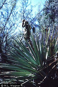 Yucca schottii plant met lange, zwaardachtige groene bladeren en een hoge, vertakte steel.