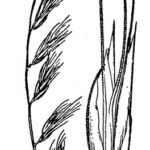 Detailed USDA-tekening van Bouteloua repens plant met groene bladeren en bloeiende bloemen.