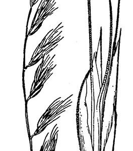 Detailed USDA-tekening van Bouteloua repens plant met groene bladeren en bloeiende bloemen.