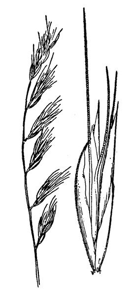 Detailed USDA-tekening van Bouteloua repens plant met groene bladeren en bloeiende bloemen.