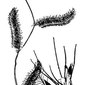Botanische tekening van Bouteloua parryi grasbloeiwijze door USDA.