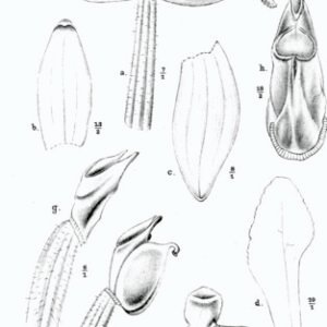 Goodyera rubicunda orchidee in volle bloei met groene bladeren op witte achtergrond.