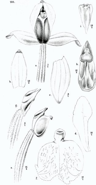 Goodyera rubicunda orchidee in volle bloei met groene bladeren op witte achtergrond.