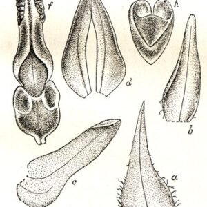 Purple and white Cystorchis appendiculata orchid flower with green stem in close-up.