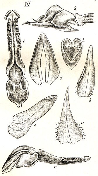 Purple and white Cystorchis appendiculata orchid flower with green stem in close-up.