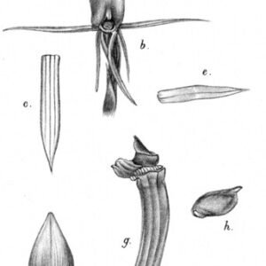 Cryptostylis orchidee met witte bloemen en groene bladeren op donkere achtergrond.