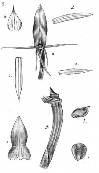 Cryptostylis orchidee met witte bloemen en groene bladeren op donkere achtergrond.