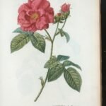 Rosa gallica met helderrode bloemen, winterharde plant.