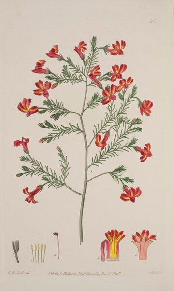 Bloeiende Lechenaultia plant met heldere blauwe bloemen.