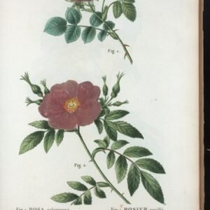 Rosa 'Old Blush' rozenstruik met lichtroze bloemen en groen blad.