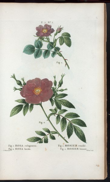 Rosa 'Old Blush' rozenstruik met lichtroze bloemen en groen blad.