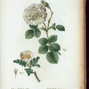 Witte Rosa alba bloemen op zonnige dag met groene bladeren.