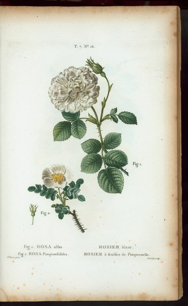 Witte Rosa alba bloemen op zonnige dag met groene bladeren.